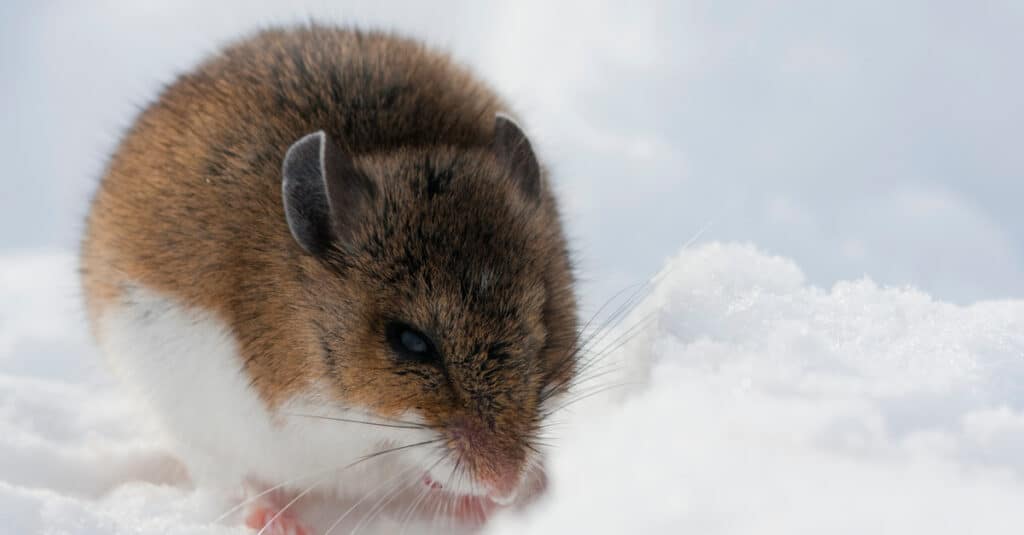 Deer Mouse