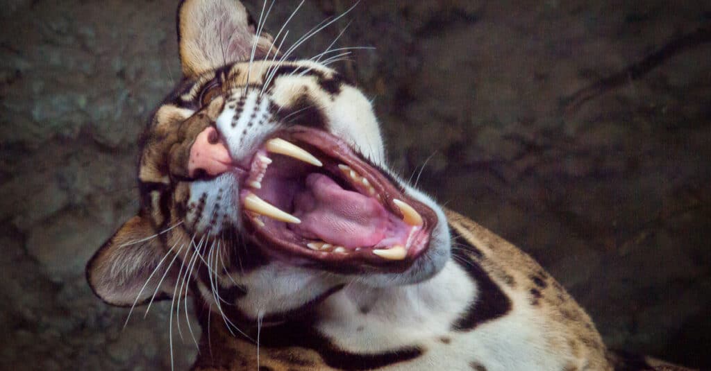 Clouded Leopard - Showing its Teeth