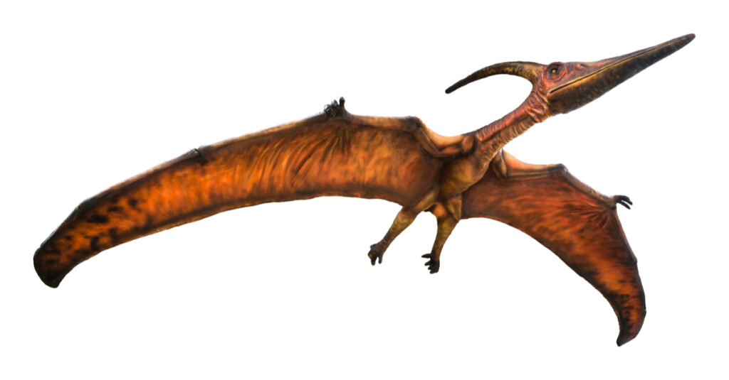 Pterodactyl vs Pteranodon