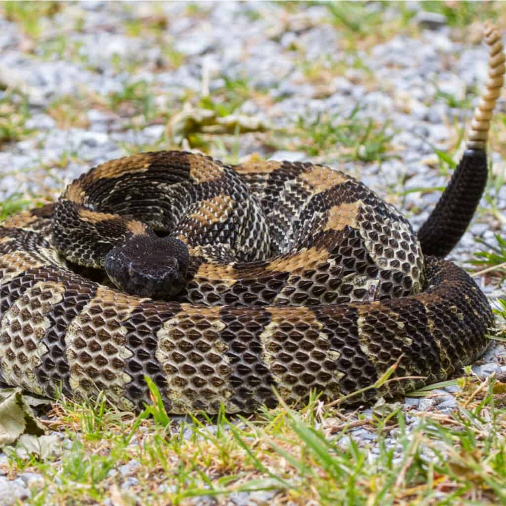Timber rattlesnake coiled in a loop
