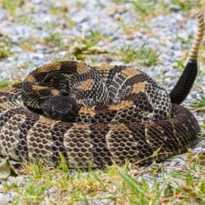 Discover New Hampshire’s Only Rattlesnake Species Picture