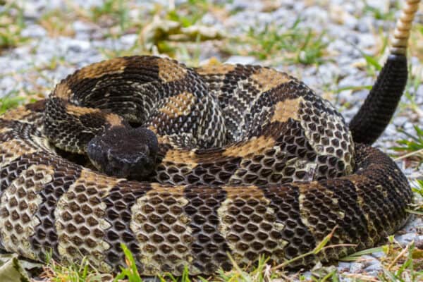 Be careful around Timber Rattlesnakes, with well hidden camoflauge