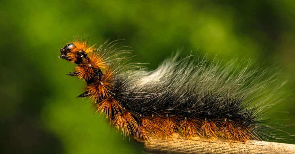 What Do Woolly Bears Eat