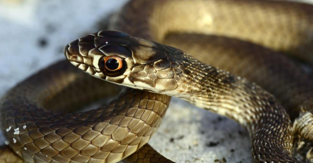 Juvenile coachwhip