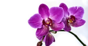 Are Orchids Poisonous For Dogs or Cats? Picture