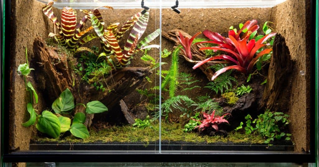 Lizard and Amphibian Vivarium Enclosure - Frog Enclosure