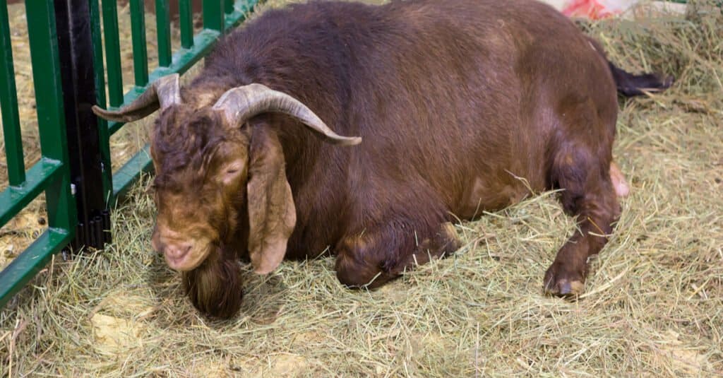 Largest Goats - Kalahari Goats