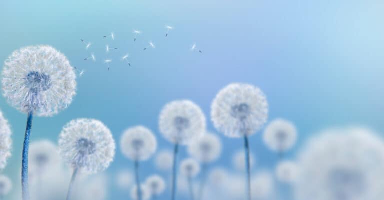 Five white round puffy dandelions that have gone to seed are the focus. The in focus dandelion left frame has had seed floating on air the have been "photoshopped" in. They don't look real, but are aesthetically pleasing, I guess. Background consistss of may out-of-focus dandelions that have also bolted (gone to seed) against isolate light blue.