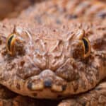Death adder