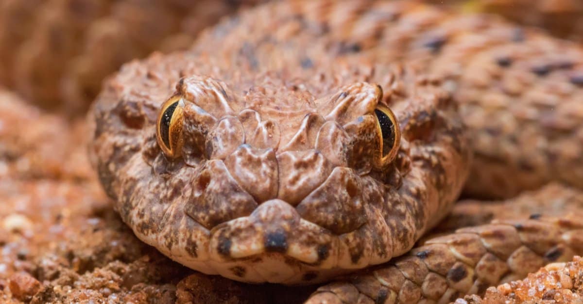 Top 10 Most Poisonous Snakes In The World - The Death Adder