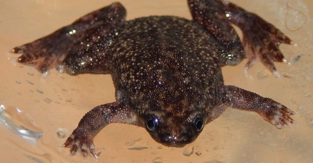 Semi-Aquatic Frog - western dwarf clawed frog (Hymenochirus curtipes)