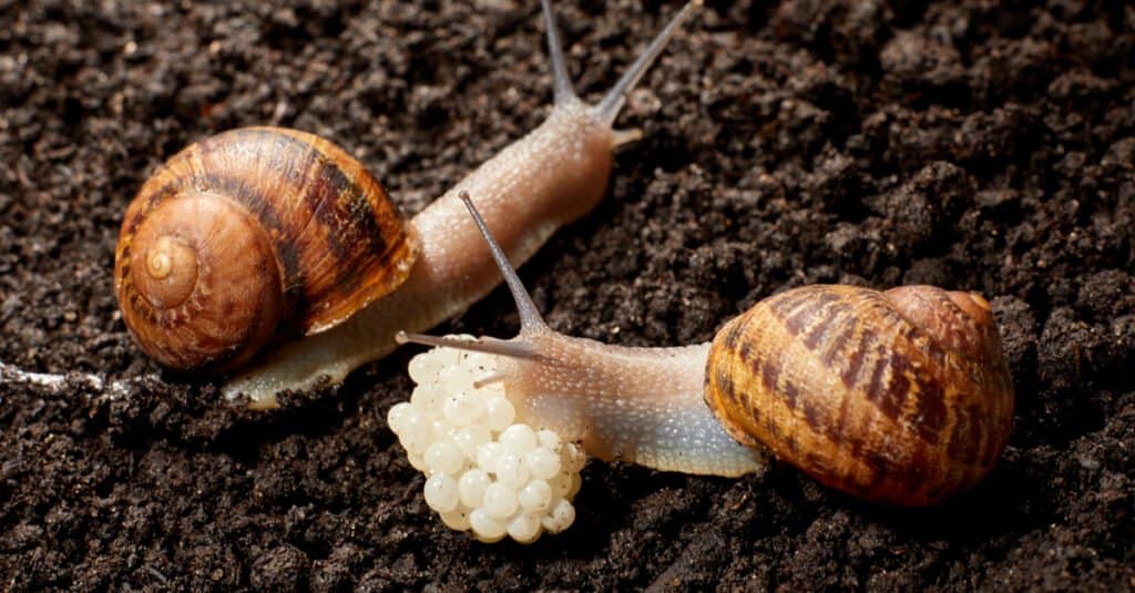 garden snail eggs