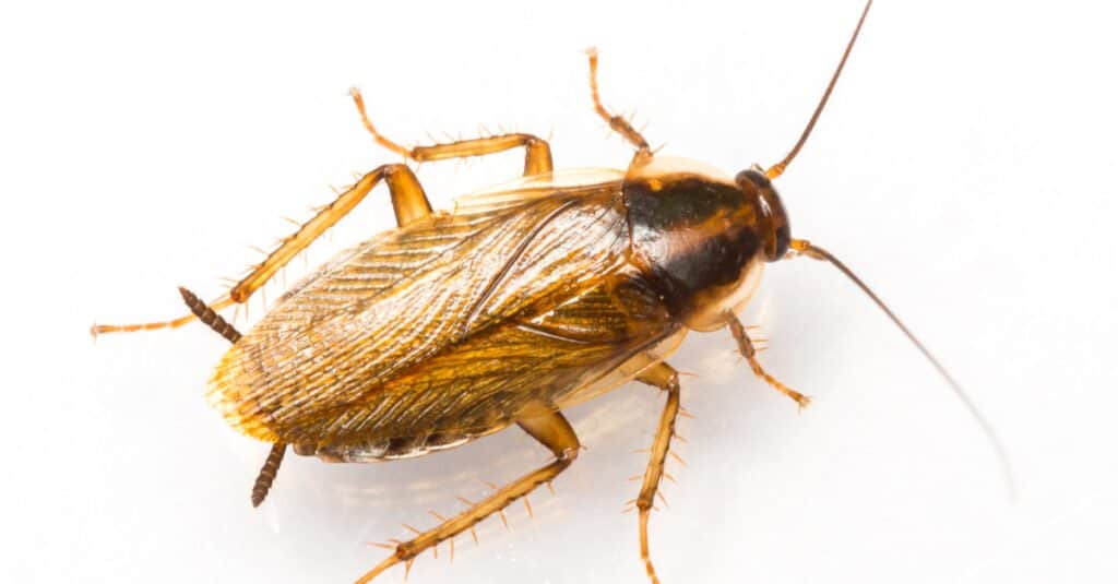 Keep your living space clean and dry to help avoid a roach infestation.