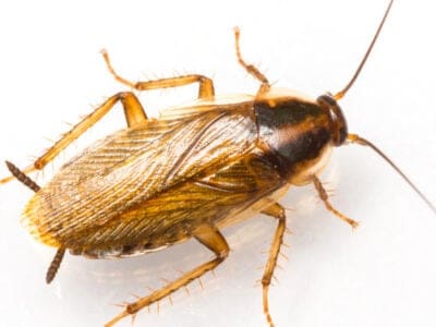 A German Cockroach