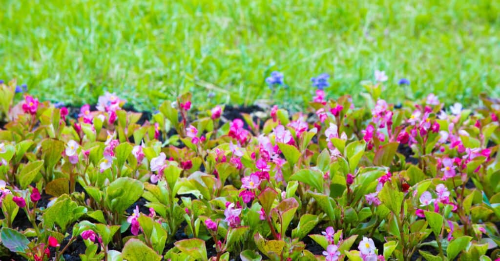 are begonias poisonous to cats and dogs