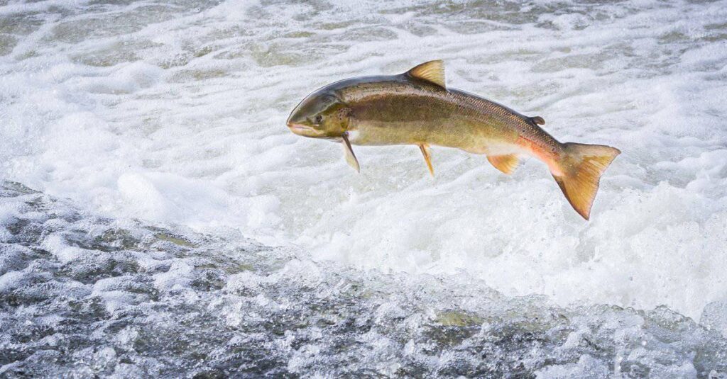 sockeye salmon vs atlantic salmon