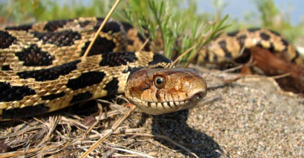 Eastern Fox Snake (Pantherophis gloydi)