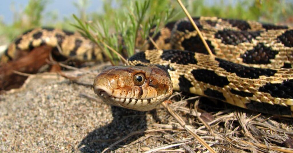 Восточная лисья змея (Pantherophis gloydi)