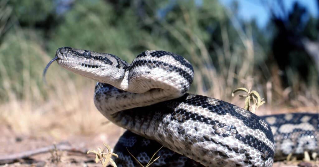 cutest snakes in the world