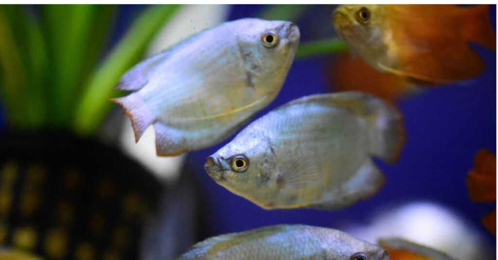 Types of White Fish - Dwarf Gourami