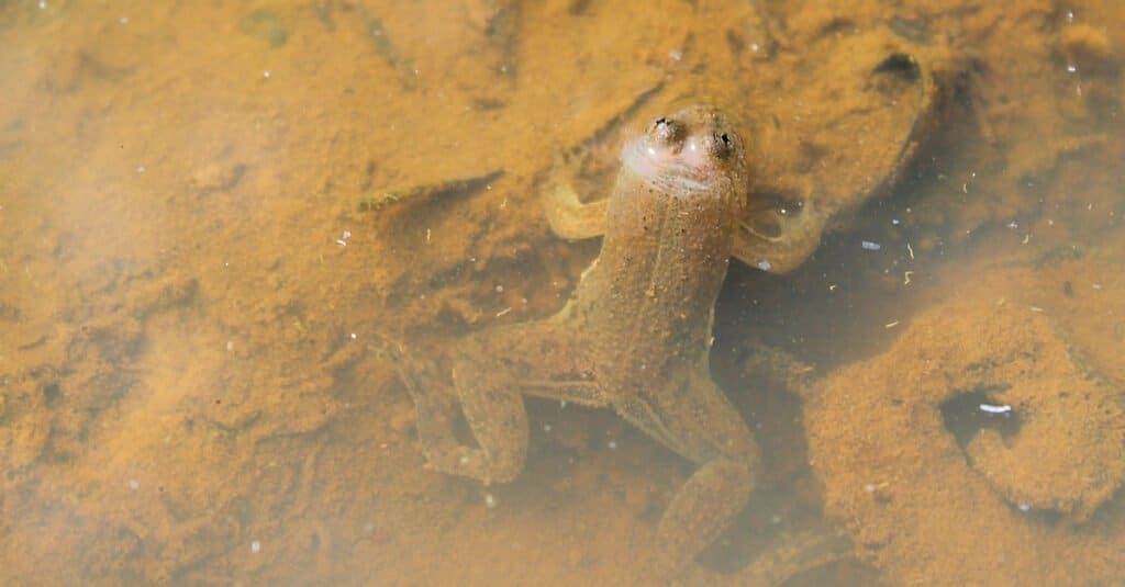 Semi-Aquatic Frog - Green Puddle Frog