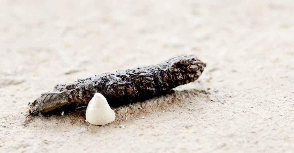 What Does a Lizard Poop Look Like - Gecko Poop