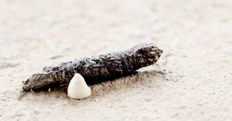 Lizard Poop: What Does It Look Like? - A-Z Animals