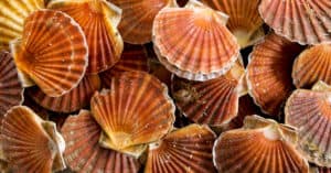 What Do Scallops Eat? Picture