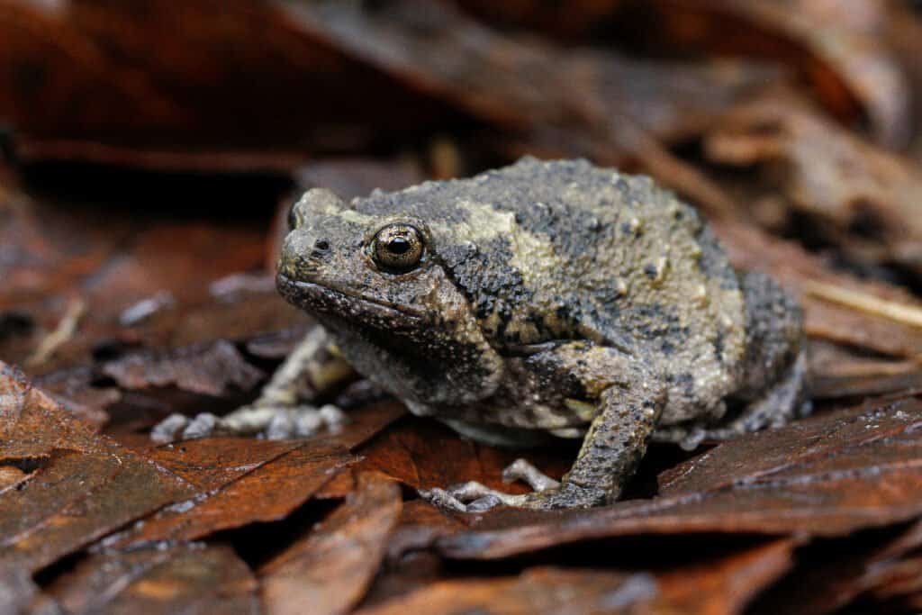 Banded,Bullfrog,Or,Asian,Narrowmouth,Toads,It,Also,Know,Chubby