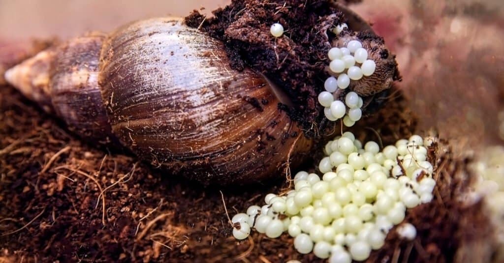 Snail Eggs- Giant snail laying eggs