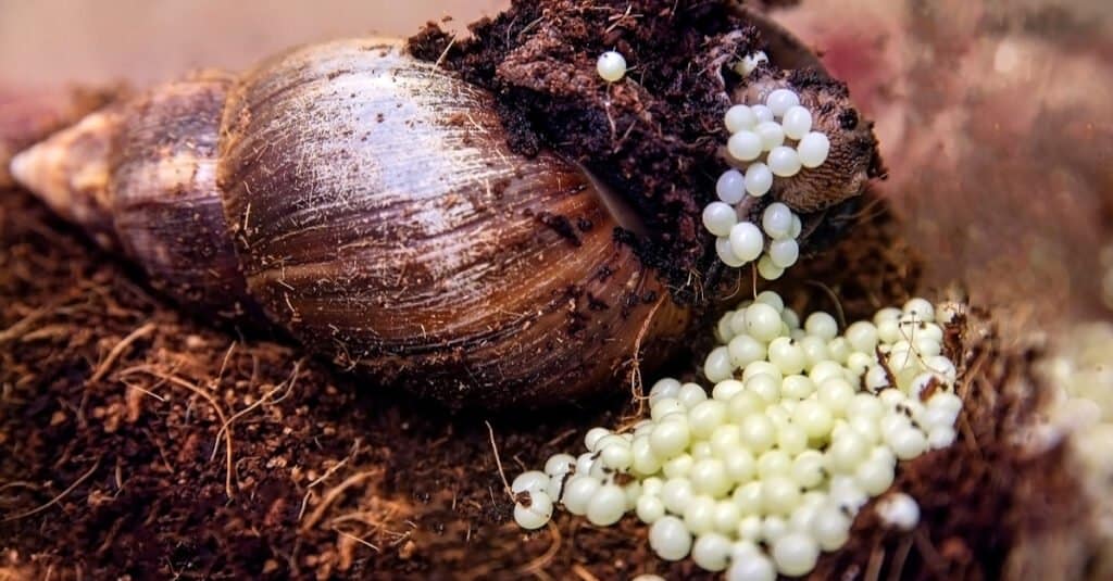 snails that look like fish eggs