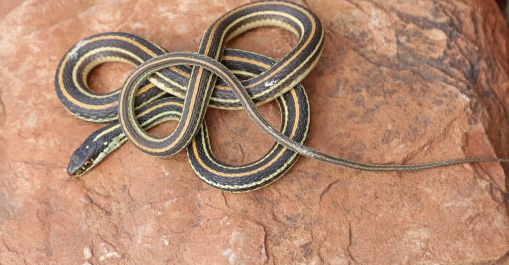 Ленточная змея (Thamnophis sauritus) Подвязка Североамериканская неядовитая змея