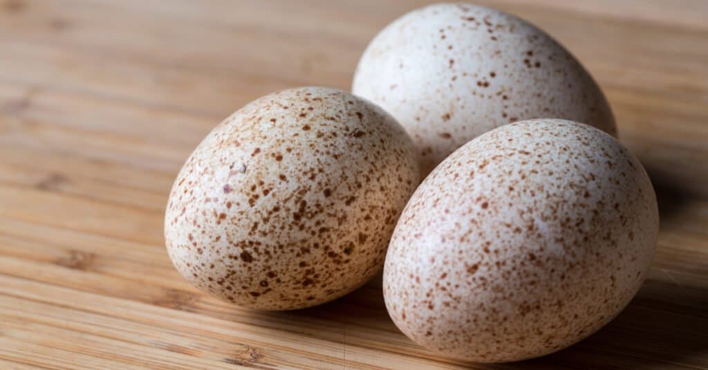 Turkey Egg vs Chicken Egg - Turkey Egg