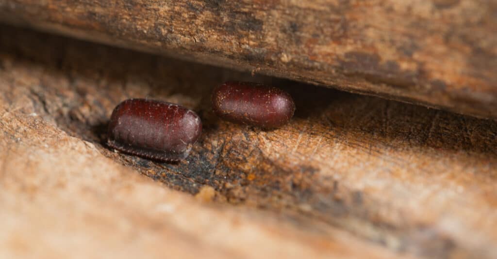 Black Cockroach - Oriental Cockroach Egg