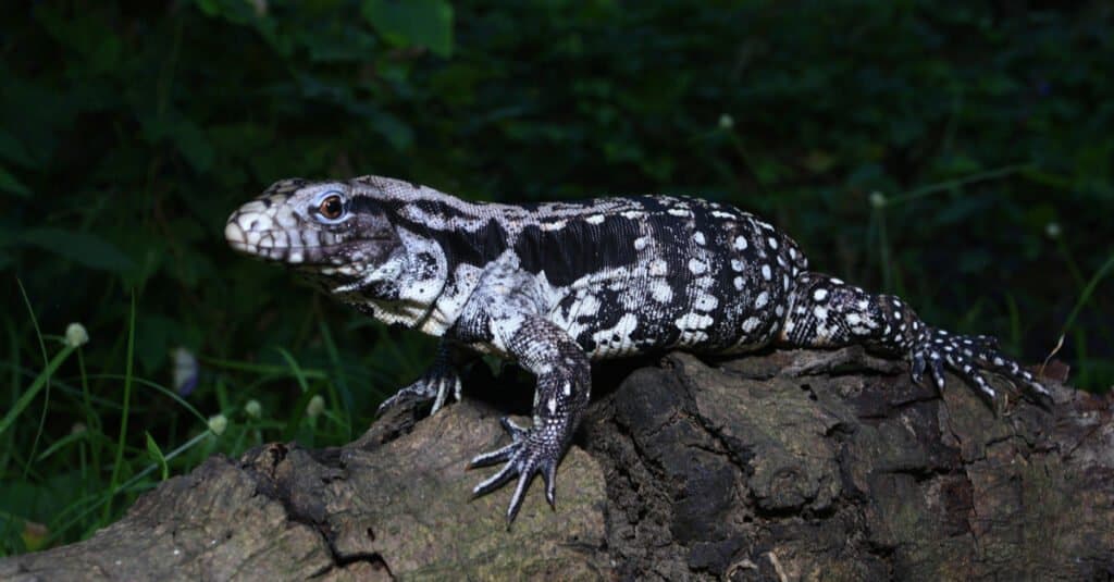 Argentine Black and White Tegu