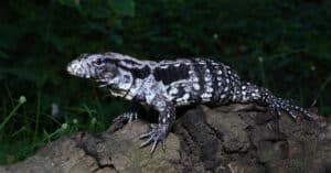 What Do Tegus Eat? Picture