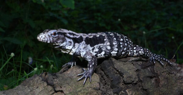 The Best Lizards To Keep As Pets - A-Z Animals Slideshows