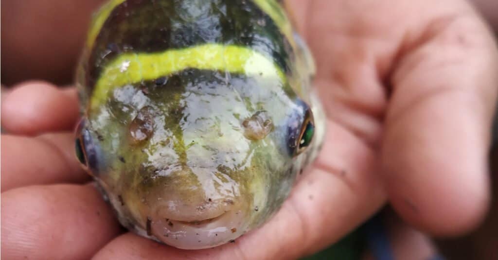 Cá nóc nước ngọt - Amazon Pufferfish