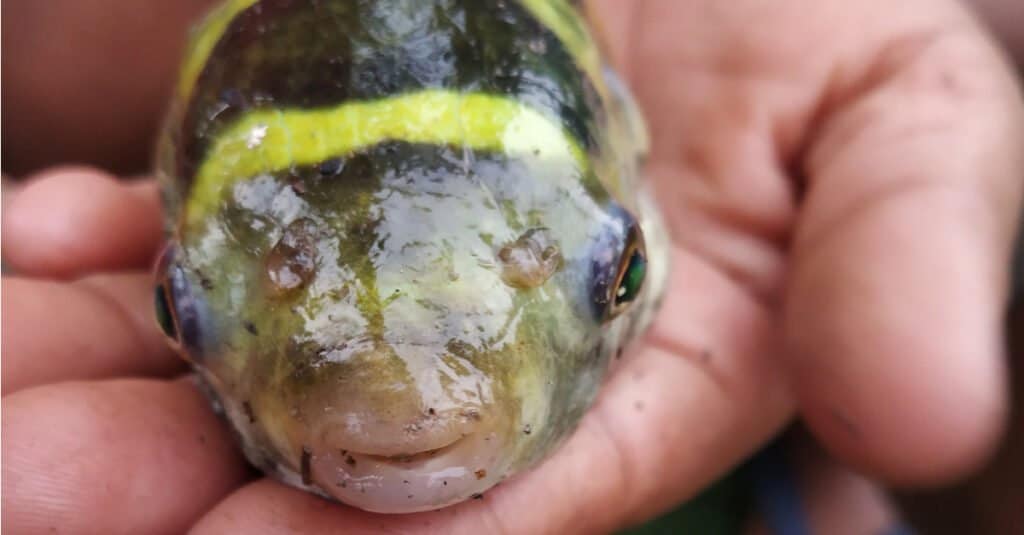 brackish water puffer fish