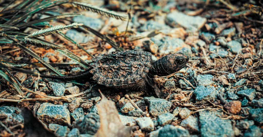 baby snapping turtle portrait