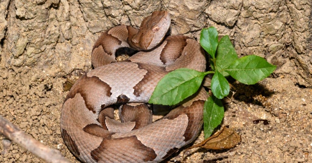Eastern Copperheads are venomous brown snakes in North Carolina