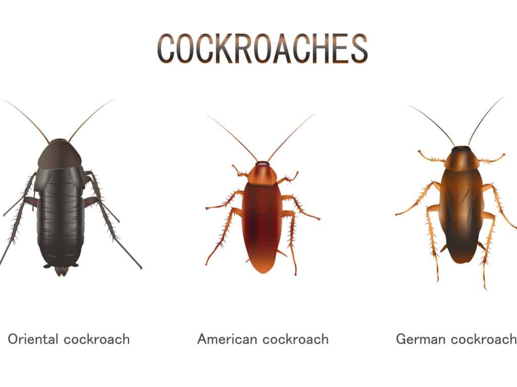 Black Cockroaches - Common Cockroach Species