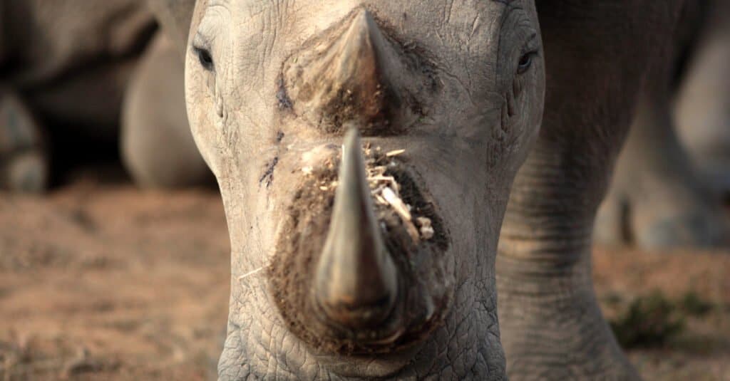 Javan Rhino Horn