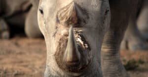 What Are Rhino Horns Made Of? And Everything Else You Wanted To Know About Rhino Horns Picture