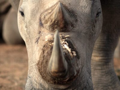 A What Are Rhino Horns Made Of? And Everything Else You Wanted To Know About Rhino Horns