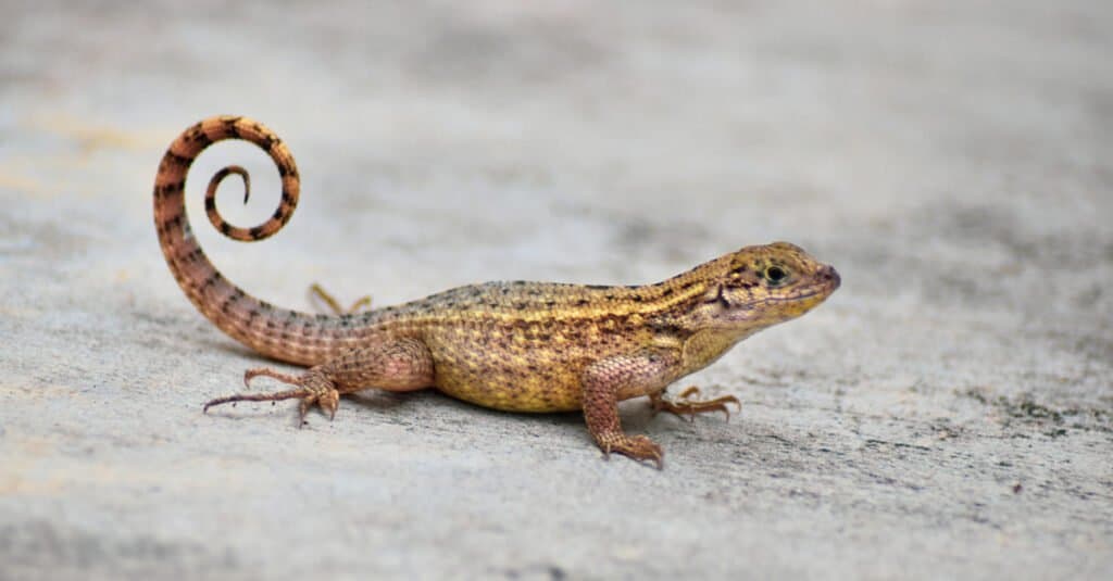 Invasive Lizards - Curly Tailed Lizard