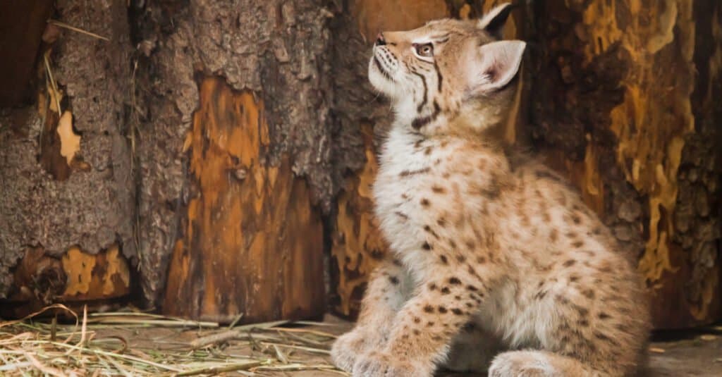 adorable baby lynx