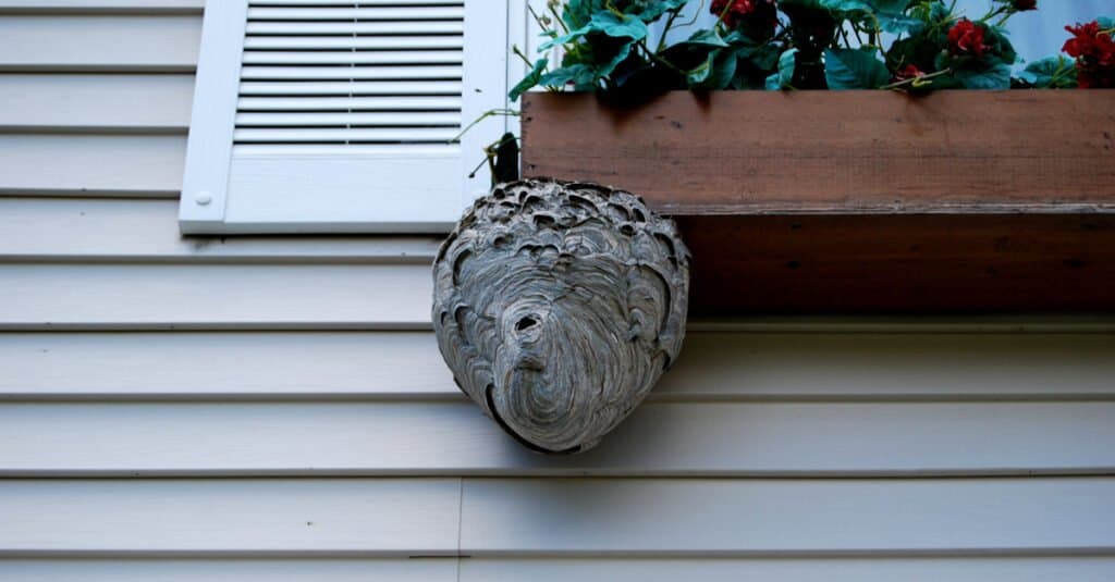 Hornets nest on the side of a house.