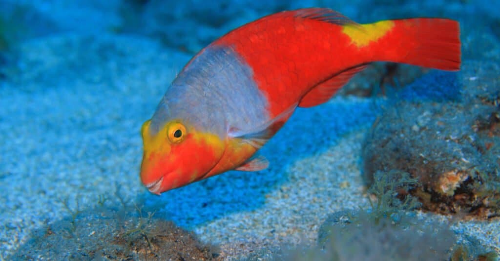 What Do Parrotfish Eat - European Parrotfish