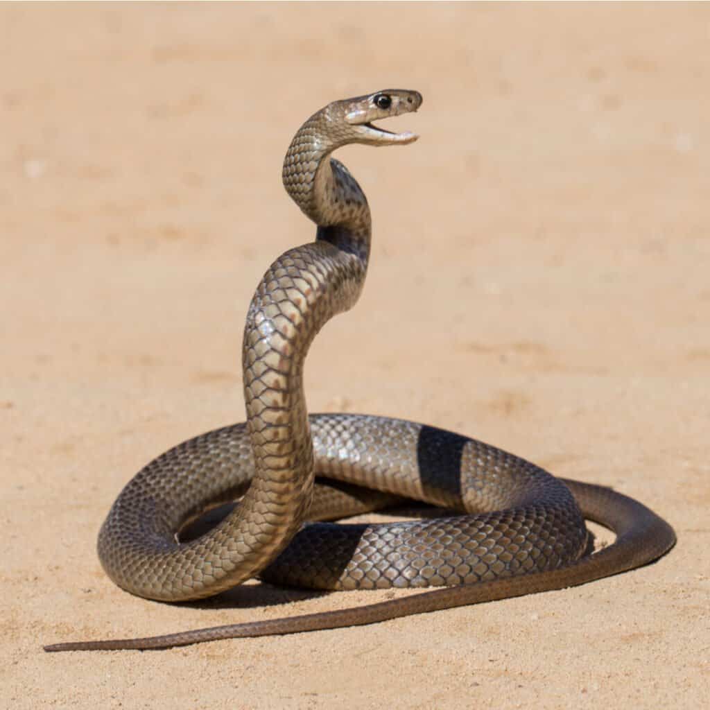 Un serpent brun oriental, enroulé pour une grève